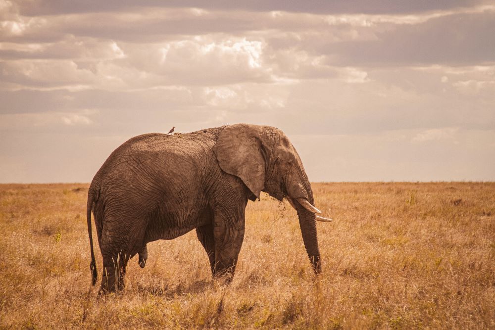 4 Days-Tanzania Northern Circuit